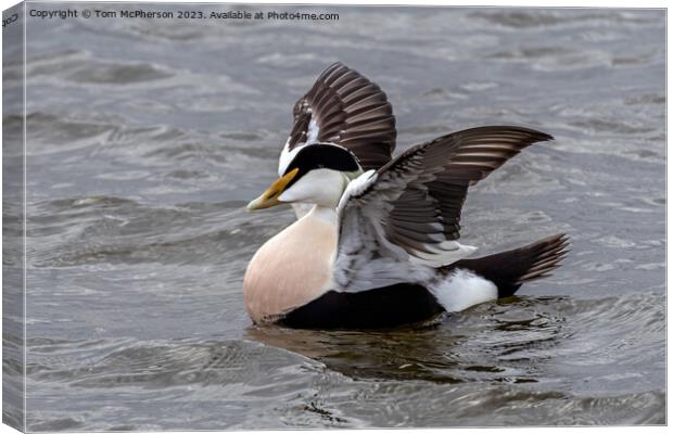 Eider Duck Canvas Print by Tom McPherson