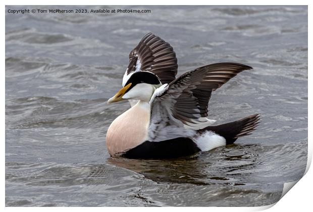 Eider Duck Print by Tom McPherson