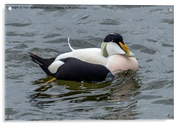 Eider Duck Acrylic by Tom McPherson