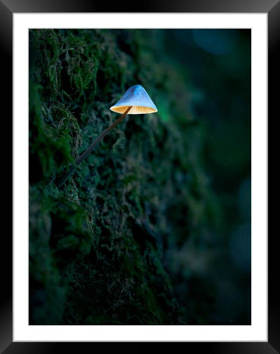 Glowing Mushroom Framed Mounted Print by Martyn Large