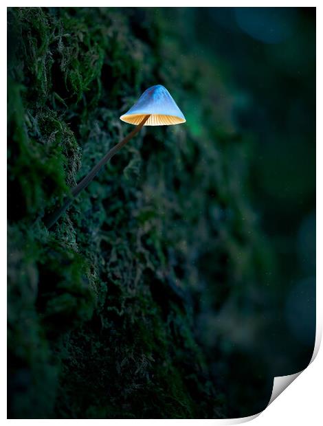 Glowing Mushroom Print by Martyn Large