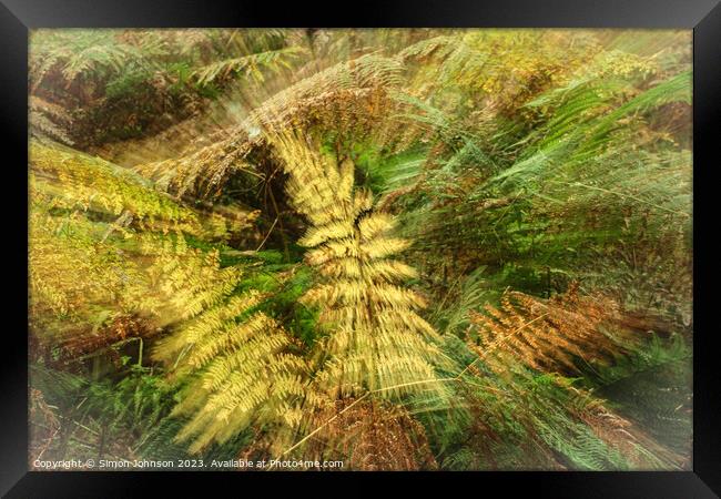 creative ferns Framed Print by Simon Johnson