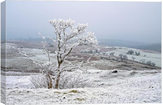 Tree covered in ice crystals on Llangynidr Moors. Canvas Print by Philip Veale