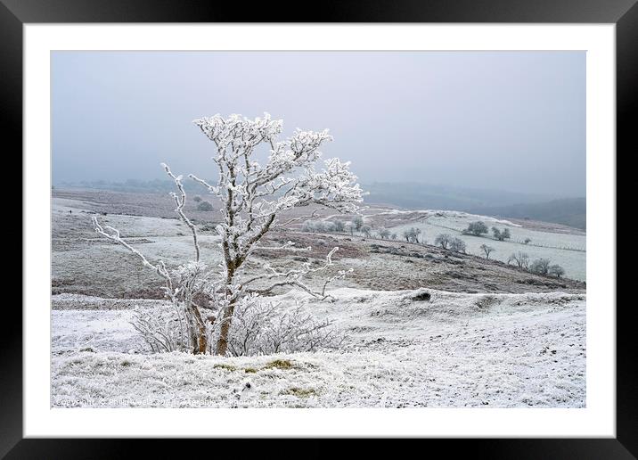 Tree covered in ice crystals on Llangynidr Moors. Framed Mounted Print by Philip Veale