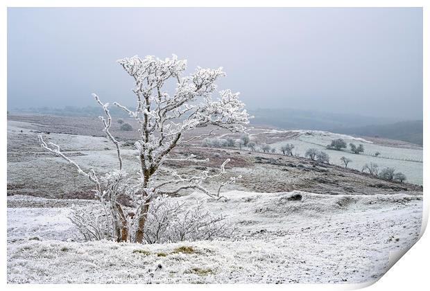 Tree covered in ice crystals on Llangynidr Moors. Print by Philip Veale