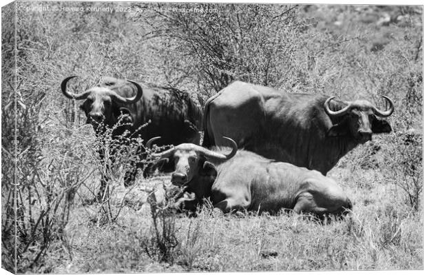Let Sleeping Buffalo Lie in black and white Canvas Print by Howard Kennedy