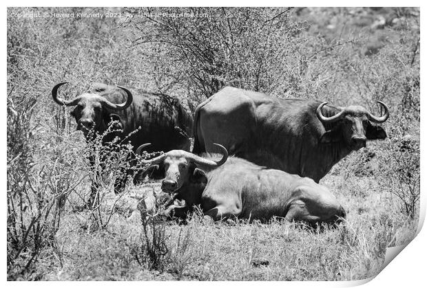 Let Sleeping Buffalo Lie in black and white Print by Howard Kennedy