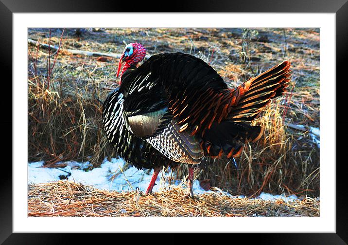 Tom the Turkey Framed Mounted Print by Larry Stolle