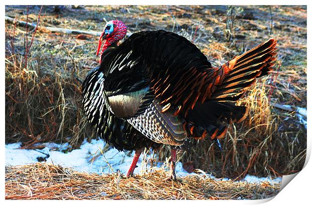 Tom the Turkey Print by Larry Stolle