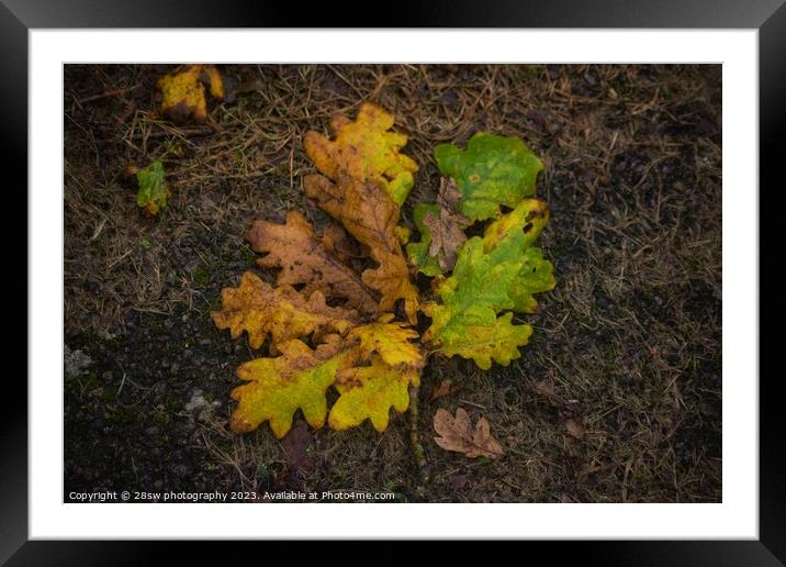Delicate Autumn Fallings. Framed Mounted Print by 28sw photography