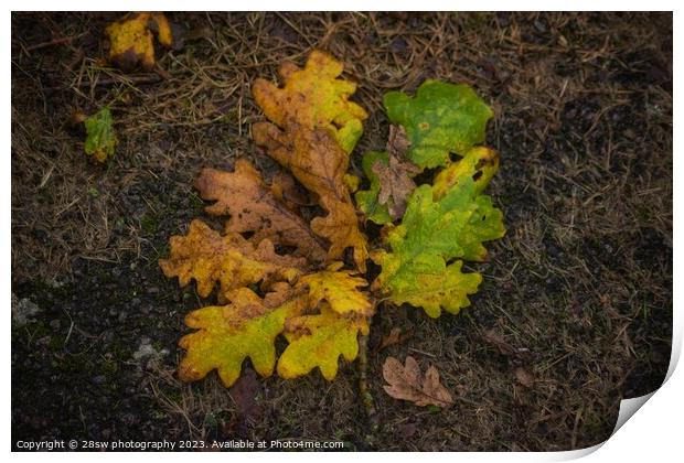 Delicate Autumn Fallings. Print by 28sw photography