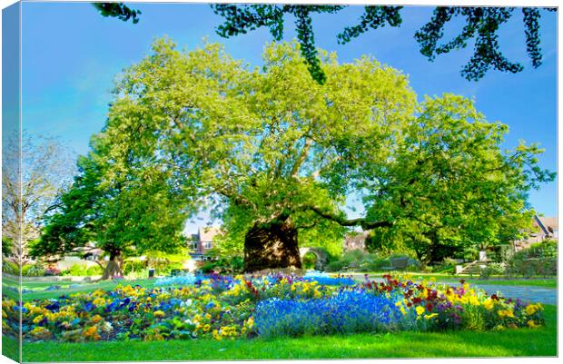 Canterbury Westgate Gardens Tree Canvas Print by Alison Chambers