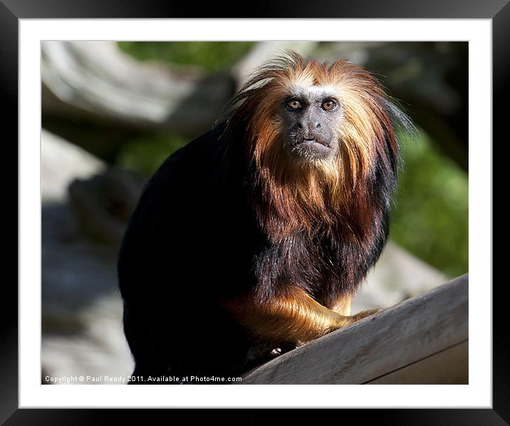 Who are you looking at ? Framed Mounted Print by Paul Ready