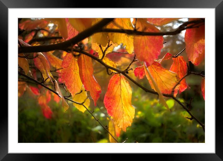 Autumn Leaves Framed Mounted Print by Alison Chambers