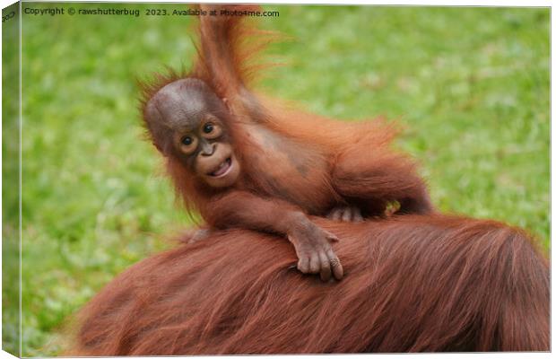 Baby Orangutan Joy Canvas Print by rawshutterbug 