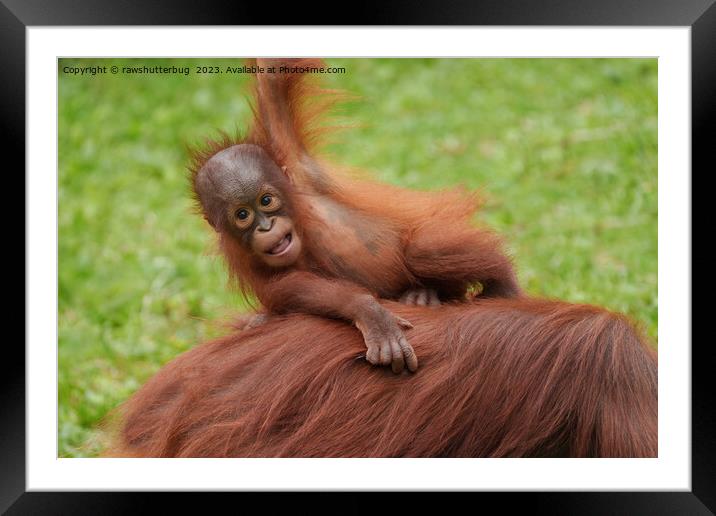 Baby Orangutan Joy Framed Mounted Print by rawshutterbug 