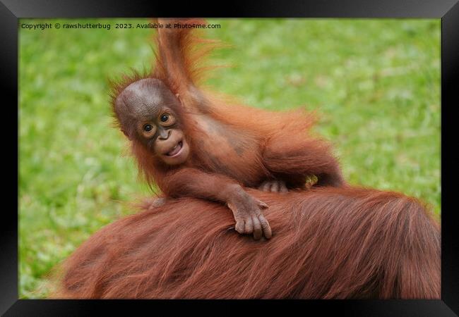 Baby Orangutan Joy Framed Print by rawshutterbug 