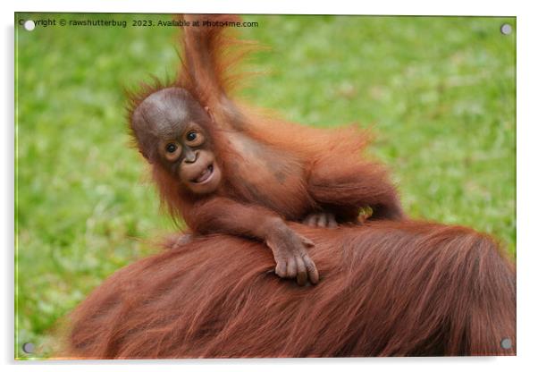 Baby Orangutan Joy Acrylic by rawshutterbug 
