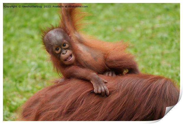 Baby Orangutan Joy Print by rawshutterbug 