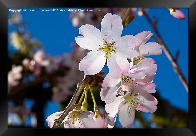 Cherry Blossom Framed Print by Steven Plowman