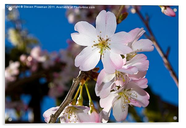 Cherry Blossom Acrylic by Steven Plowman