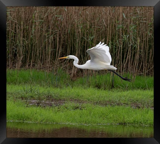 The great egret (Ardea alba) Framed Print by kathy white