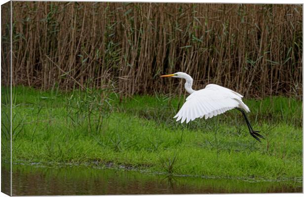 The great egret (Ardea alba) Canvas Print by kathy white