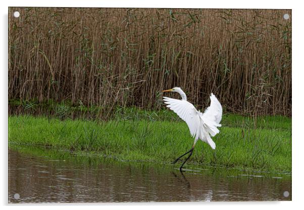 The great egret (Ardea alba) Acrylic by kathy white