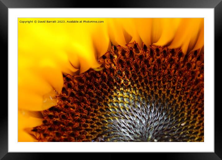 Close-up of a Sunflower with a ray of sunshine Framed Mounted Print by David Barratt