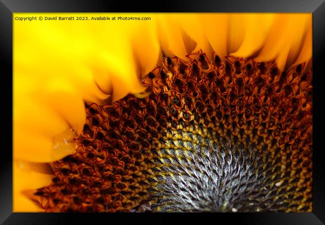 Close-up of a Sunflower with a ray of sunshine Framed Print by David Barratt