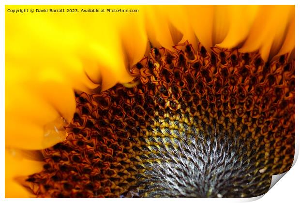 Close-up of a Sunflower with a ray of sunshine Print by David Barratt