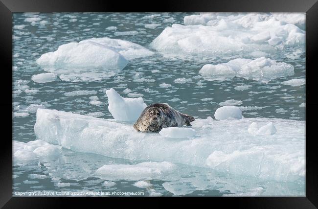 Outdoor Harbour Seal on a growler (small iceberg) in an ice flow in College Fjord, Alaska, USA Framed Print by Dave Collins