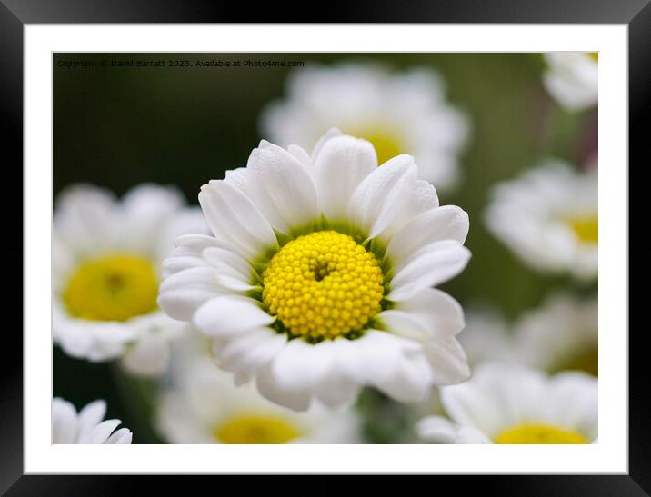 Closeup of white daisy like flower Framed Mounted Print by David Barratt