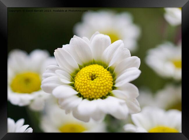 Closeup of white daisy like flower Framed Print by David Barratt
