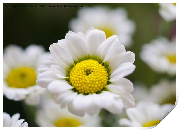 Closeup of white daisy like flower Print by David Barratt