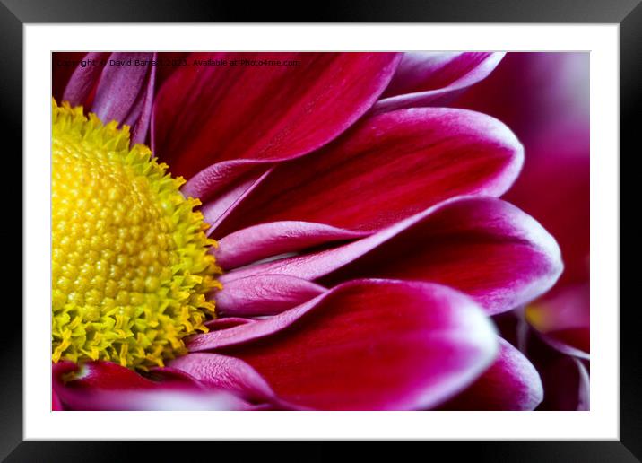 Chrysanthemum flower Framed Mounted Print by David Barratt