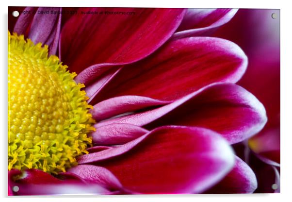 Chrysanthemum flower Acrylic by David Barratt