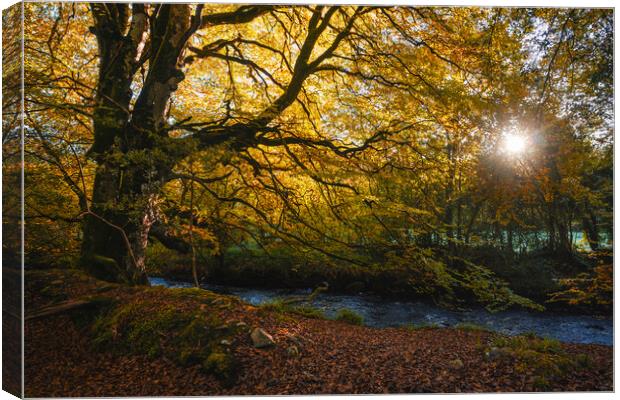 The sun lights up a magnificent tree  Canvas Print by Ciaran Craig