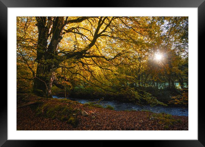 The sun lights up a magnificent tree  Framed Mounted Print by Ciaran Craig