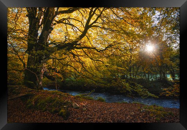 The sun lights up a magnificent tree  Framed Print by Ciaran Craig