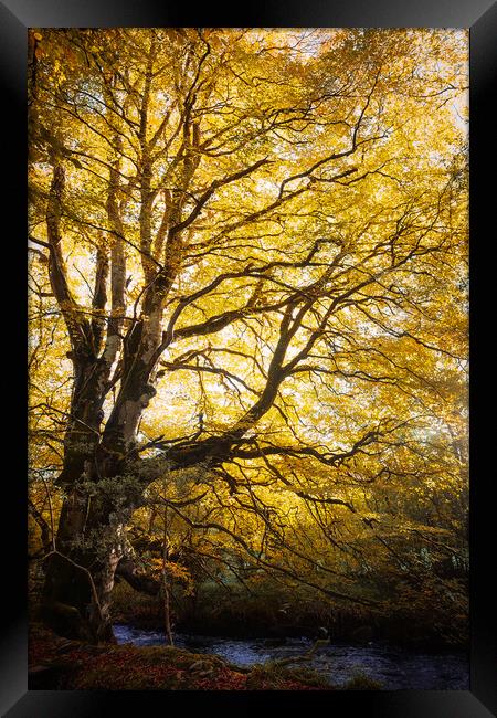 The Tree  Framed Print by Ciaran Craig