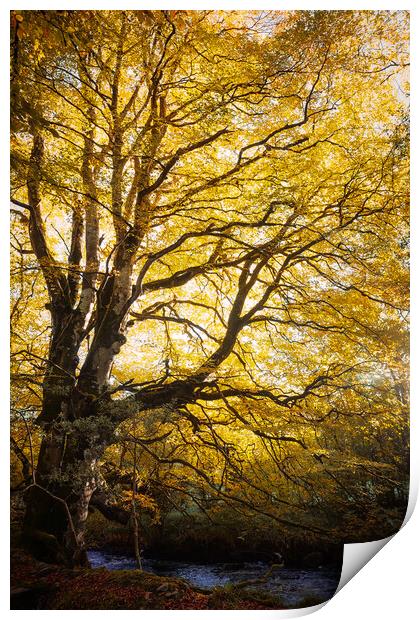 The Tree  Print by Ciaran Craig