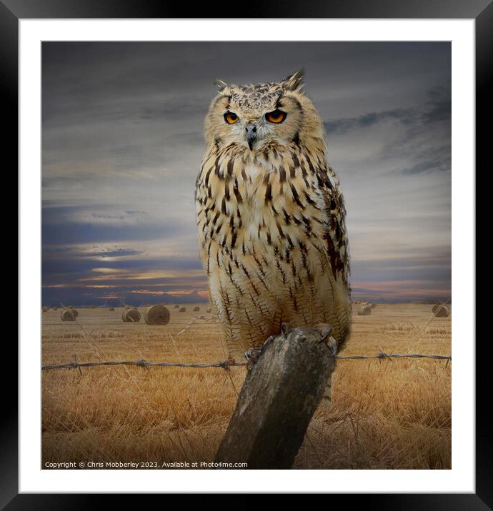 Bengal Eagle Owl Framed Mounted Print by Chris Mobberley