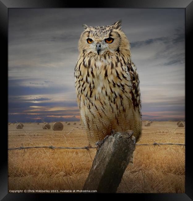 Bengal Eagle Owl Framed Print by Chris Mobberley