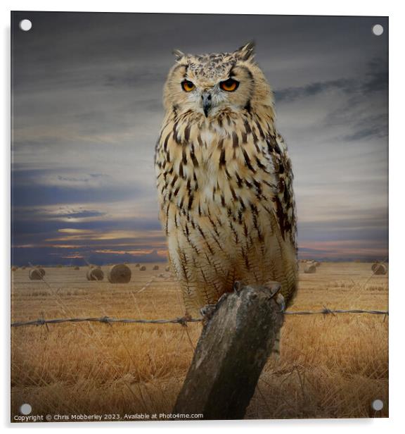 Bengal Eagle Owl Acrylic by Chris Mobberley