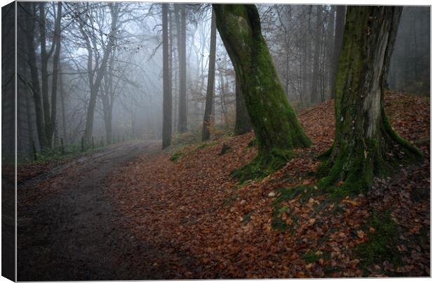 Whyming brook woodland Canvas Print by Jason Thompson