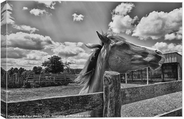 In My Stable Canvas Print by Paul Ready