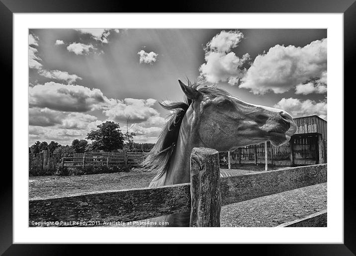 In My Stable Framed Mounted Print by Paul Ready