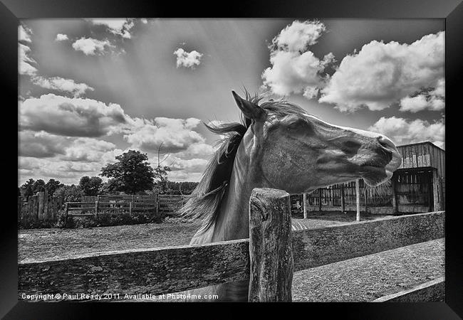 In My Stable Framed Print by Paul Ready