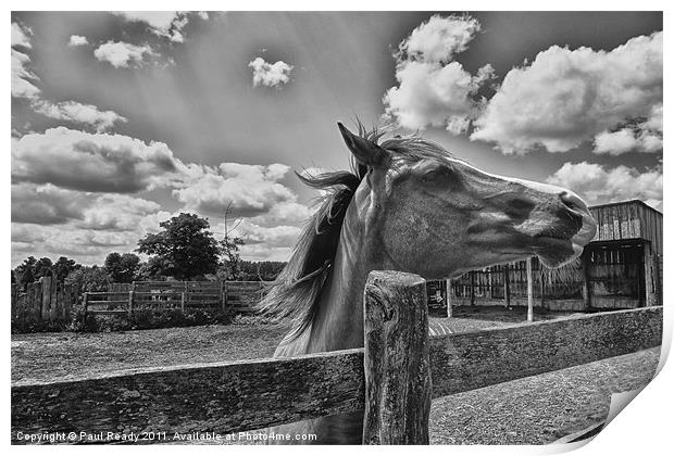 In My Stable Print by Paul Ready